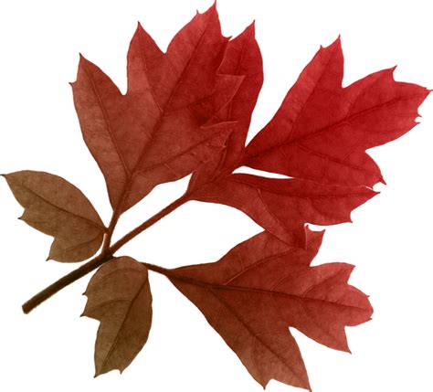 Autumn Leaves Png Images Transparent Free Download Pngmart