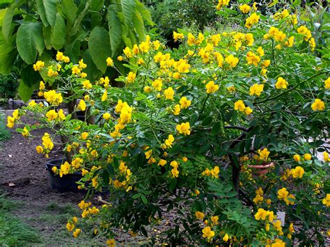 Cassia Corymbosa Yellow Senna Plantas De Exterior Jardineria Y Plantas Plantas