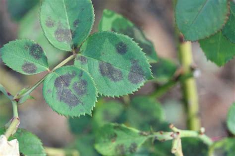 Keeping rose bushes well spaced and pruned so as to allow good air flow around and through the rose bushes will go a long way in preventing the start of this fungal disease. Black Spot of Rose