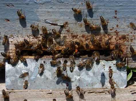 Bee Swarms Sightings On The Isle Of Wight Who To Contact