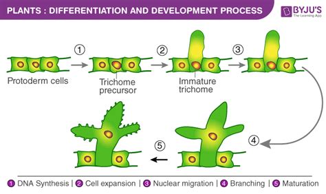 Differentiation And Development Process In Plants