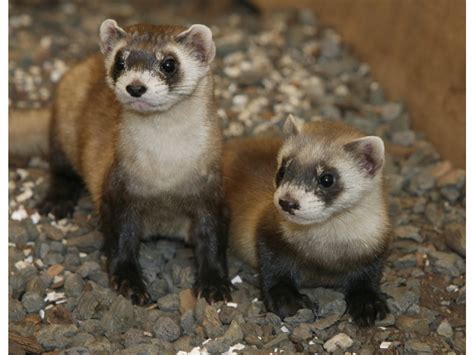 Ferret Animals Interesting Facts And Latest Pictures All Wildlife