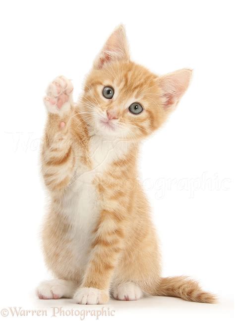 Raise Your Hand If You Turned Down The Tennessee Job ...