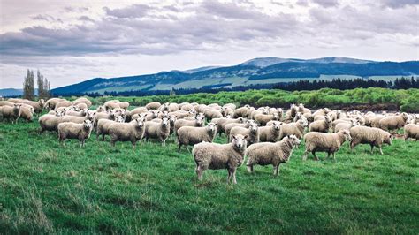 . | meaning, pronunciation, translations and examples. What Is a Group of Sheep Called? | Reference.com