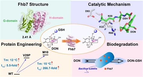 化学学院雷晓光团队与合作者解析赤霉病抗性基因编码蛋白fhb7催化机制，开发出高效生物催化降解呕吐毒素新方法 生物通