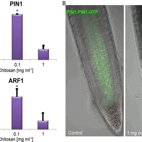 Chitosan Induces The Trp Dependent Pathway For Auxin Synthesis A