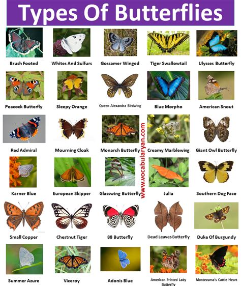30types Of Butterflies With Names And Pictures Vocabularyan