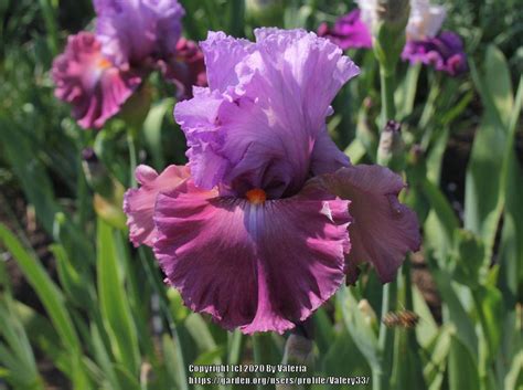 Photo Of The Bloom Of Tall Bearded Iris Iris Chasing Destiny Posted