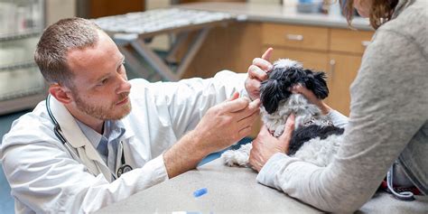 It's a small operation, with just two exam rooms, but you get personal attention; Emergency Vet in Scottsdale, AZ | 1st Pet Veterinary Centers