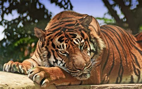 Looking for the best wallpapers? 3d HD Tiger Wallpapers - Wallpaper Cave
