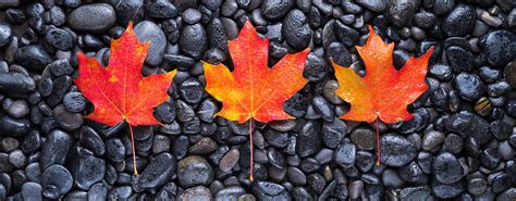 3 Maple Leaves Photograph By Steve Gadomski Fine Art America