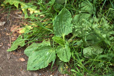 How To Grow And Care For Plantain Weed