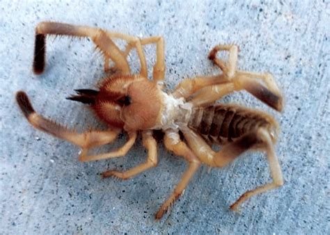 Unwanted Guest Raises Homeowner Fears