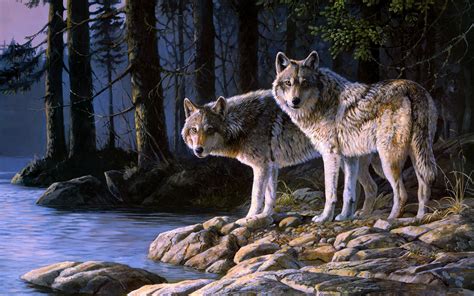 Animal Wolf Hd Wallpaper