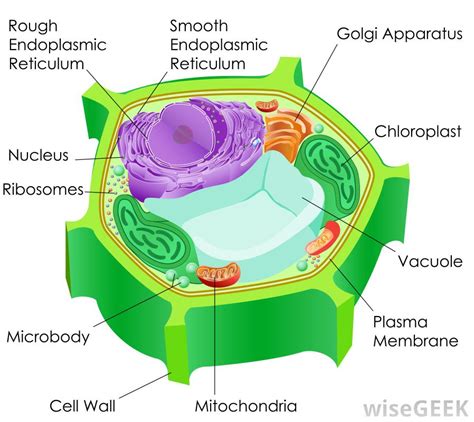 Plants like animals are made of cells and cell organelles. What are Some Differences Between Plant and Animal Cells?