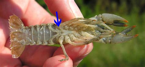 magickcanoe.com Blog » Blog Archive » a crayfish primer