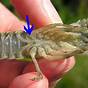 What Do Crayfish Look Like