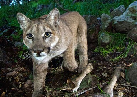 Mountain Lions Are Spotted In Region But Theres No Sign They Are