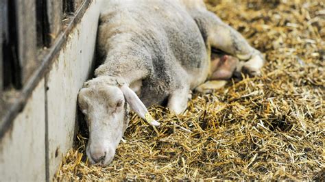Wir wissen nicht, wie die meisten babys mit säuglingsbotulismus in kontakt kamen c. Tote Schafe im Thurgau: Botulismusverdacht bestätigt | St ...
