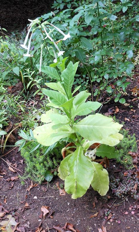 Also, provide artificial light if you grow nicotiana. Nature Is My Elixir: Nicotiana sylvestris