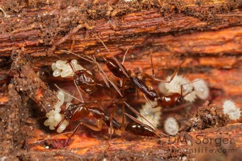 Odontomachus Rixosus Asian Trap Jaw Ant Taxo4254 Wikinus