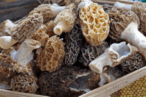 Top 20 Where Do Morel Mushrooms Grow