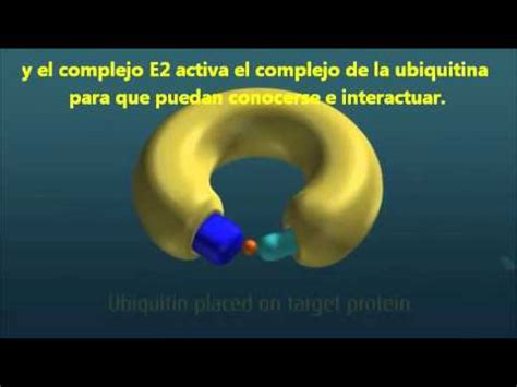 Im jahr 2004 gelang es forschern erstmals, mäuse mit gentechnisch hergestellten prionen zu infizieren und damit die modellvorstellung von infektiösen proteinen zu untermauern. Exposición Proteasoma 3 - YouTube