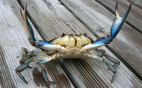 Pin By Nikhil Das On Creature Class Inspiration Crab Blue Crab