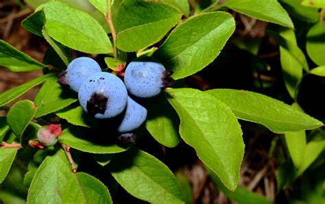 Get Your Botany On Wild Blueberry