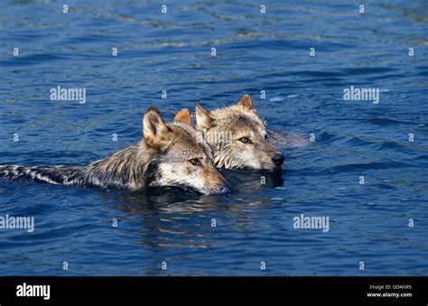 European Wolf Canis Lupus Pair Crossing River Stock Photo Alamy