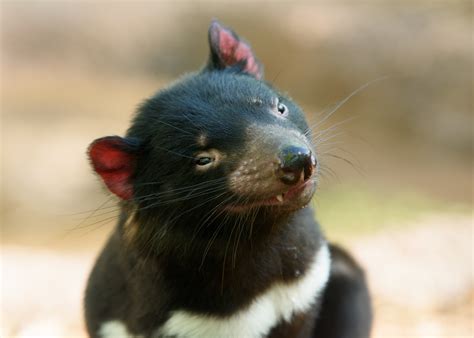 These infamous creatures, the tasmanian devil sarcophilus harrisii, are the world's largest carnivorous marsupial. Tasmanian Devil Wallpaper (68+ images)