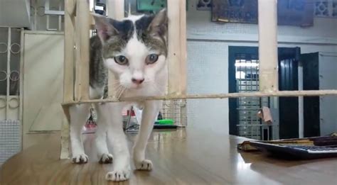 15 Year Old Pawn Shop Cat Lao Mao Nowhere To Go After Shop Sold Another Shop Down The Lane Took