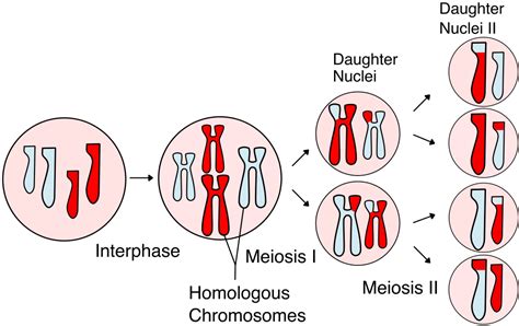 Introduction To Genetics Mhcc Biology 112 Biology For Health Professions