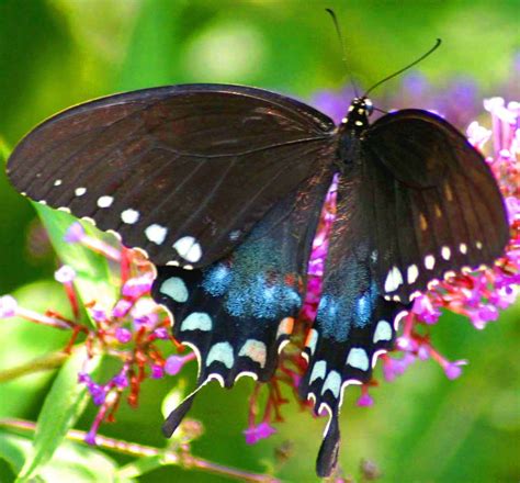 Butterflies Of North Carolina