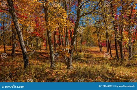 Autumn Woodland Stock Photo Image Of Trees Leaves 124644602