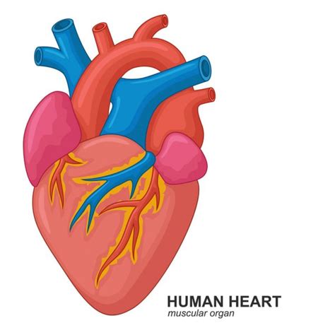 Dibujos Corazones Humanos Ilustración De Dibujos Animados De Corazón
