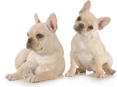 French bulldog in dogs & puppies for sale. French Bulldog Price- How Much Does It Cost? — AskFrenchie.com
