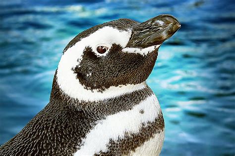 Our Penguins June Keyes Penguin Habitat Aquarium Of The Pacific
