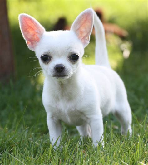 Free Photo Chihuahua Bark Bigears Cute Free Download Jooinn