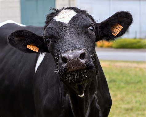 The Big Secrets For Dairy Farming BALLYA