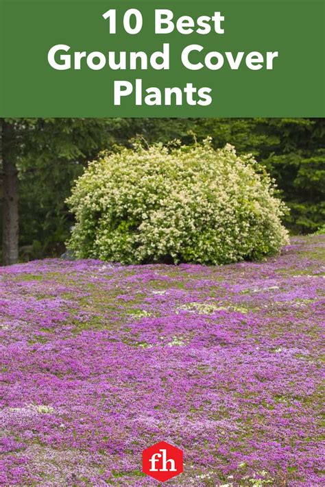 10 Best Ground Cover Plants Purple Ground Cover Best Ground Cover