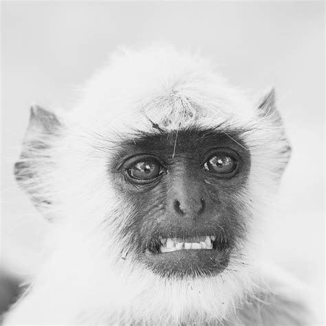 10 Monkey Species Kaggle