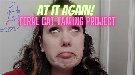 feral cat taming project we are at it again new feral cats new hissy attitude youtube