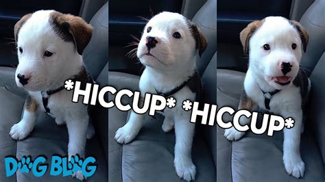 This Puppy Has The Cutest Hiccups And Tries To Bark Them Away Shorts