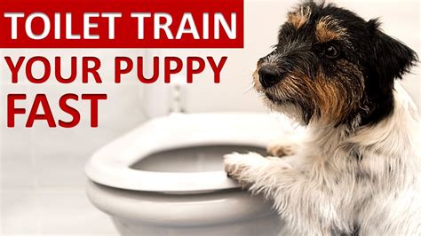 Dog Toilet Training How To Toilet Train Your Puppy Quickly 2020 5