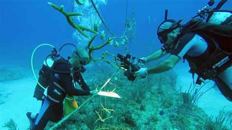 Snorkeling Heaven: Explore Bali's Pristine Reefs and Exotic Marine Species