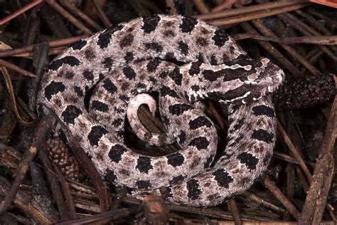 Dusky Pygmy Rattlesnake Florida Snake Id Guide