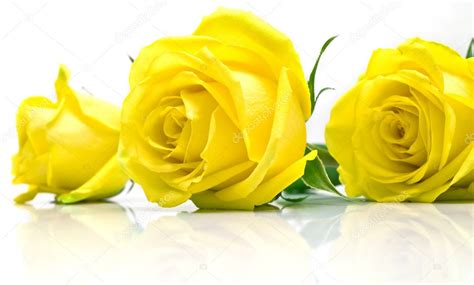 Rosas Amarelas Em Branco — Fotografias De Stock © Vikiri 2018884
