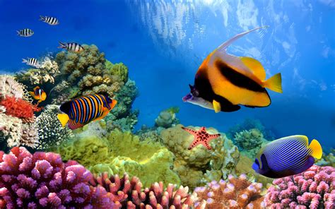 Download Underwater Great Barrier Reef Coral Colors Animal Fish 4k
