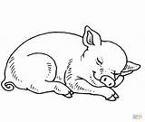 Coloring Pig Piggy Pigs Printable Cute Sleeping Miss Realistic Animal Popular Drawing Template Supercoloring Getcolorings Silhouettes sketch template